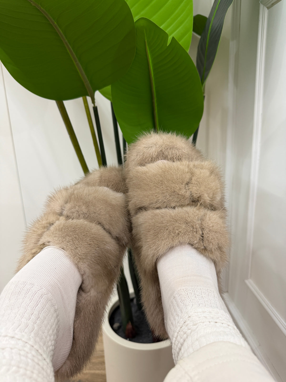 Slipper visone